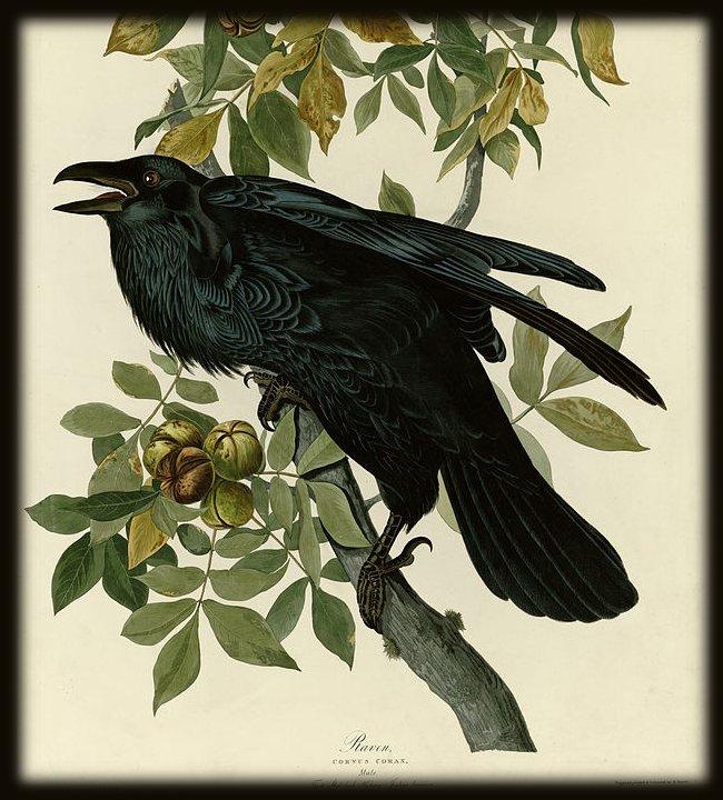 Painting of a raven, by John James Audubon
