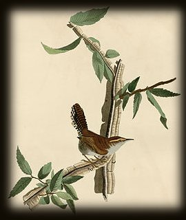 Painting of a Bewick's Wren, by John James Audubon