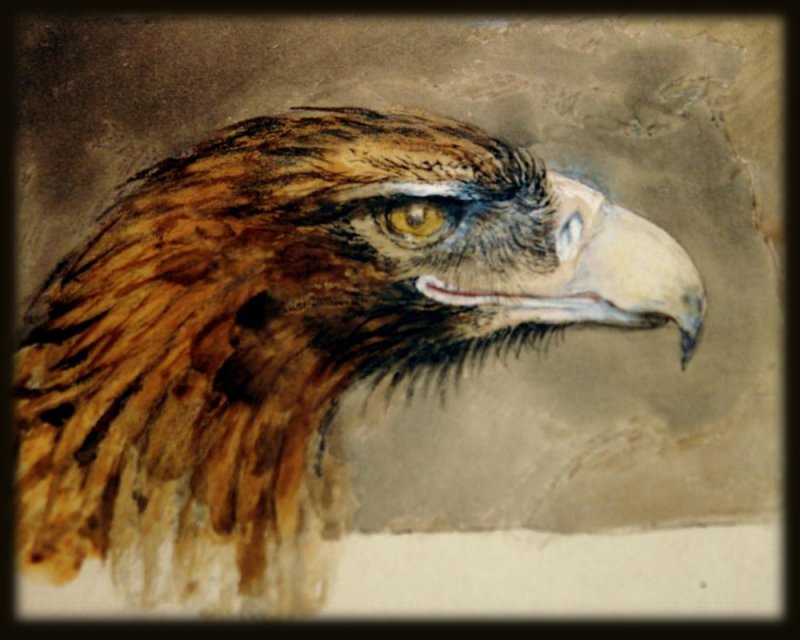 Painting: Eagle's Head from Life, 1870, by John Ruskin