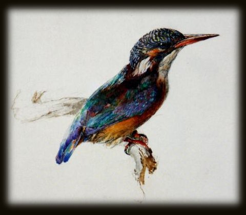 Painting of a kingfisher, 1871, by John Ruskin